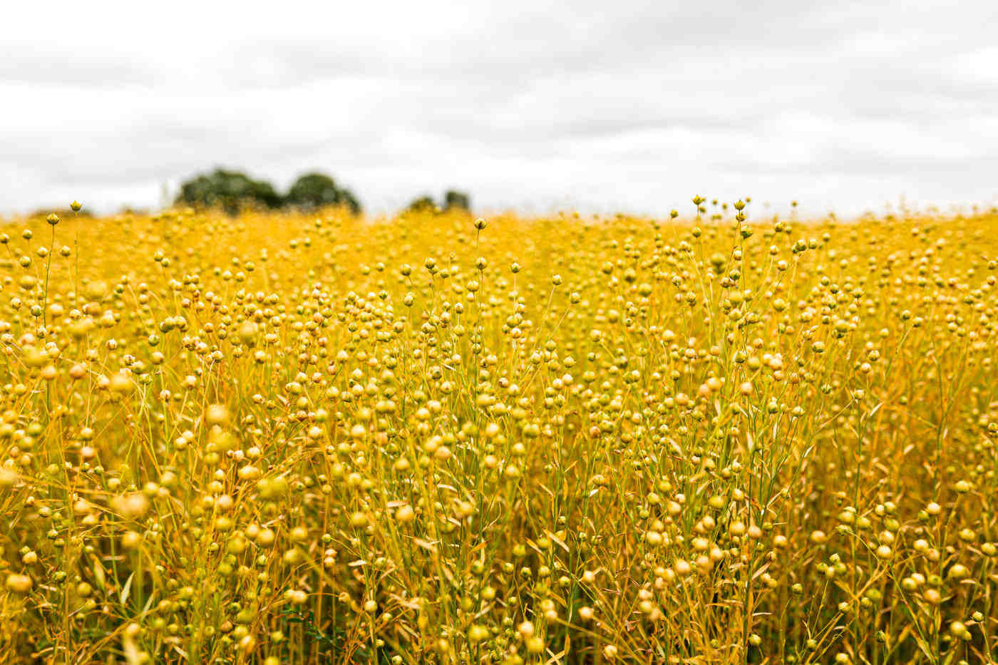 Photo : Aline Dumont- Aline Pictures /Linportant