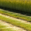 photo : S.Rande/CELC photo : S.Rande/CELC