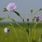 photo: Fleur de lin